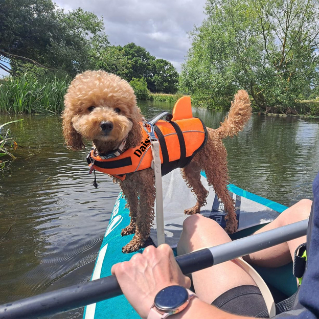 Personalized Pet Swimming Buoyancy Reflective Safety Shark Vest | BKPet407