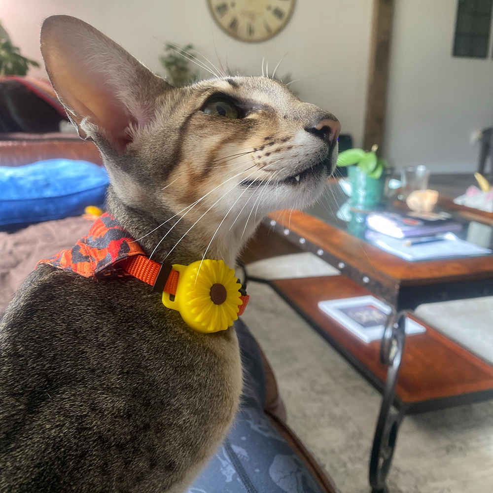 Personalized Pet Apple Air Tag Holder for Dog Collar | BKPet165