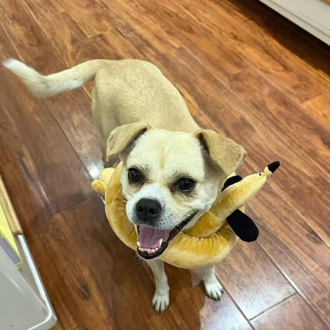 Plush Pretzel Dachshund squeaky Dog Toys | BKPet383