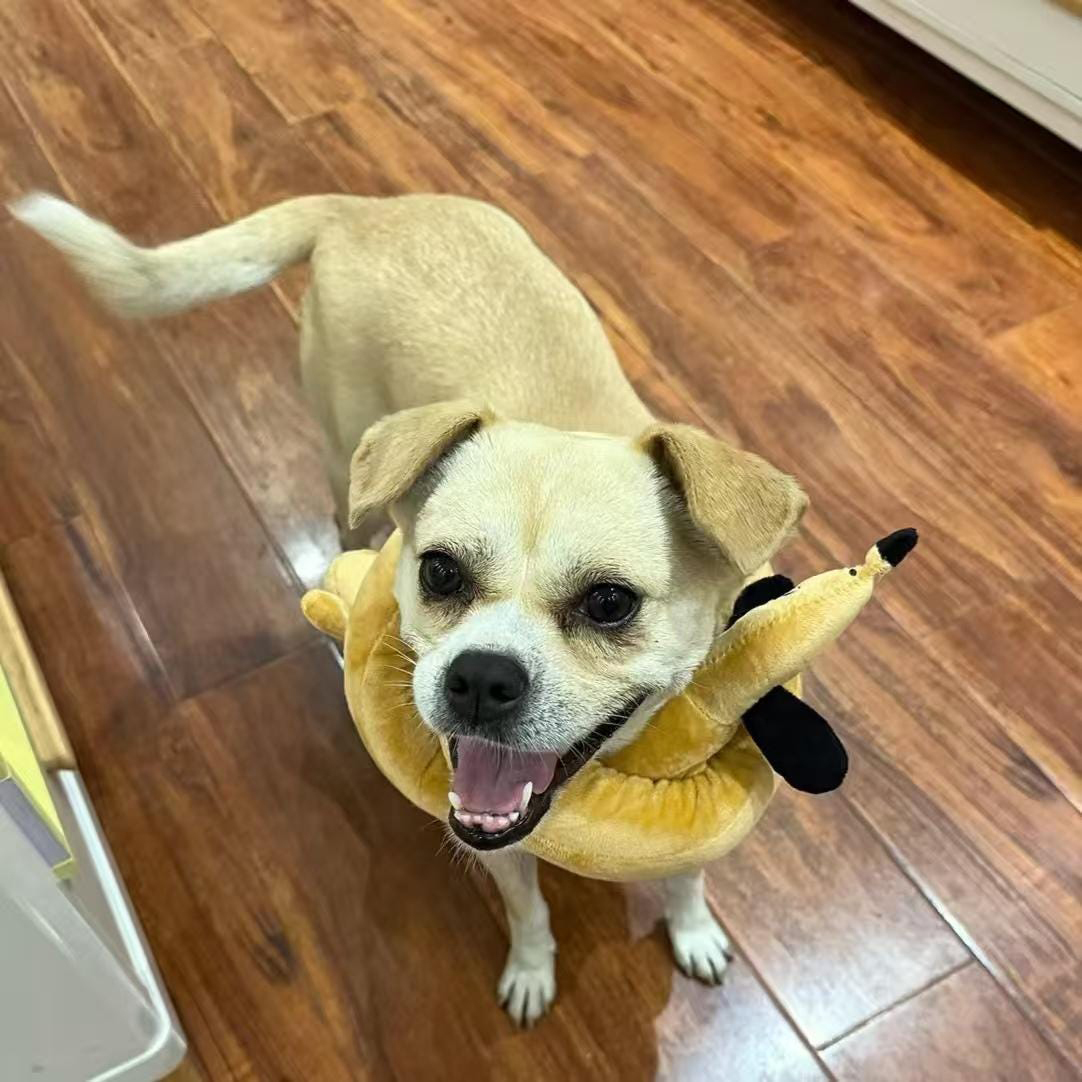 Plush Pretzel Dachshund squeaky Dog Toys | BKPet383