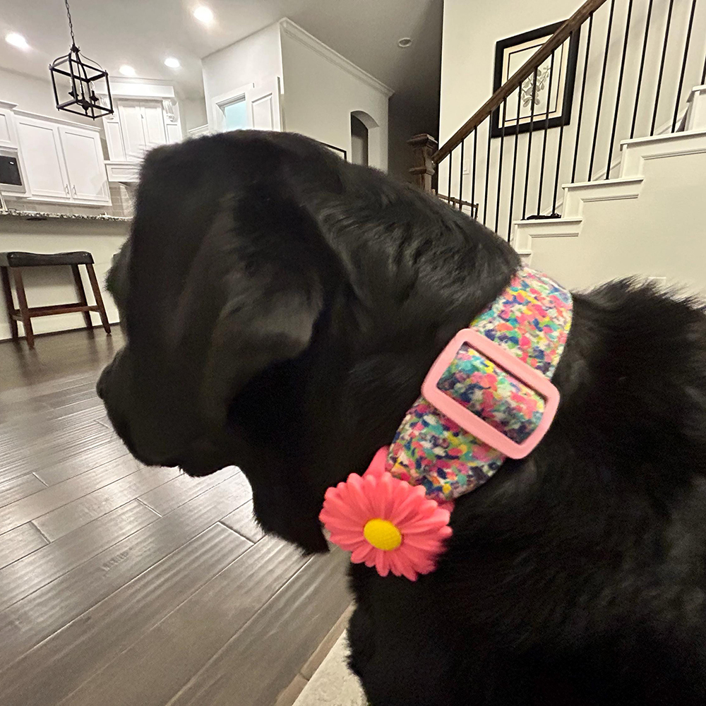 Personalized Pet Apple Air Tag Holder for Dog Collar | BKPet165