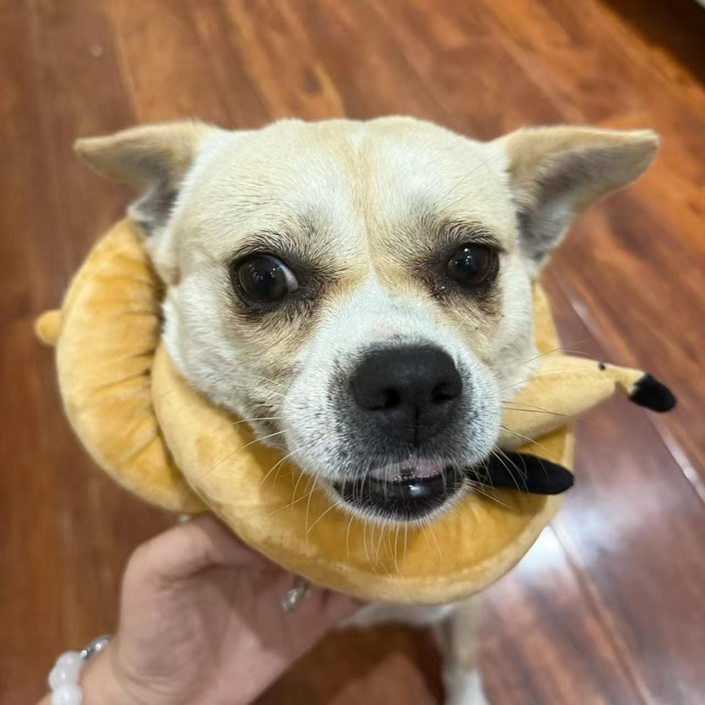 Plush Pretzel Dachshund squeaky Dog Toys | BKPet383