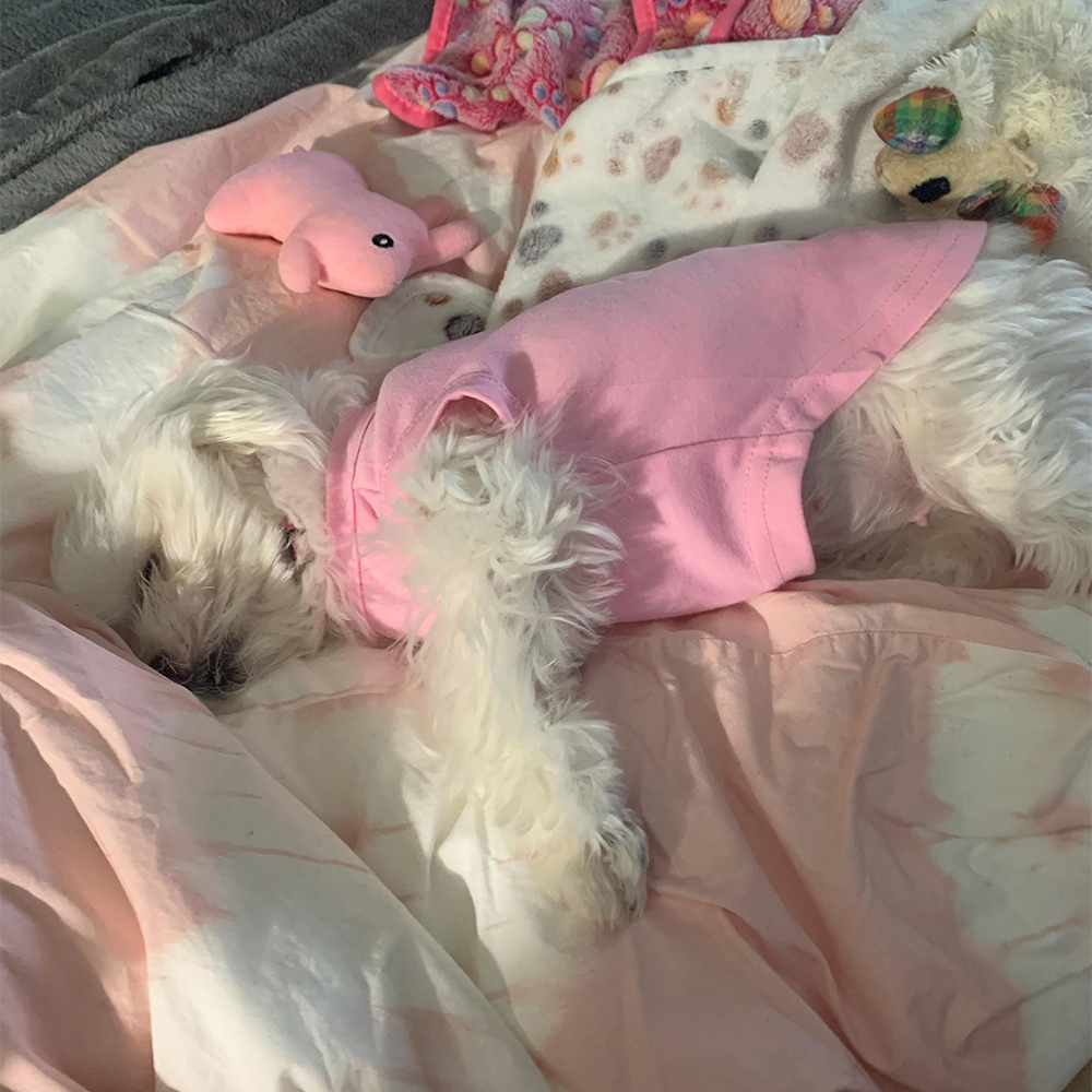 Personalized It’s My Birthday Pet Shirt | BKPet449