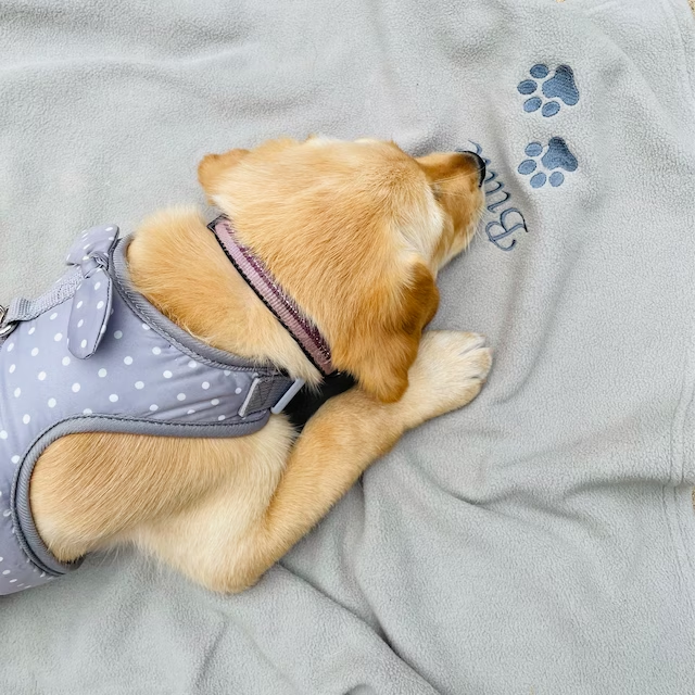 Personalized Warm Pet Blanket for Comfort & Unique | BKPet18