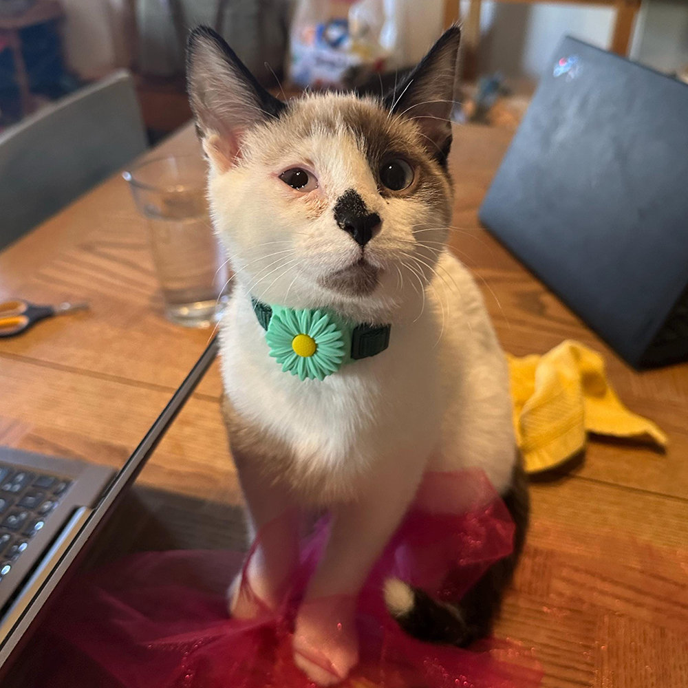 Personalized Pet Apple Air Tag Holder for Dog Collar | BKPet165