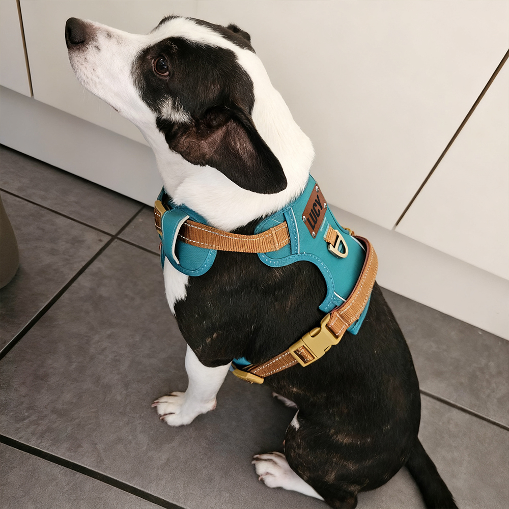 Personalized Night Reflective Luxury Puppy Harness | BKPet237