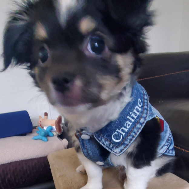 Personalized Hand Patch Pets Denim Jacket for Comfort and Unique | BKPet262