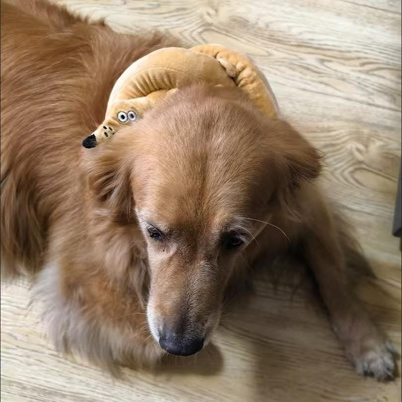 Plush Pretzel Dachshund squeaky Dog Toys | BKPet383