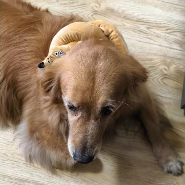 Plush Pretzel Dachshund squeaky Dog Toys | BKPet383