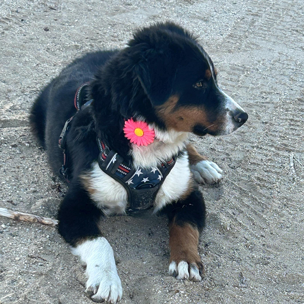 Personalized Pet Apple Air Tag Holder for Dog Collar | BKPet165