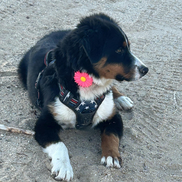 Personalized Pet Apple Air Tag Holder for Dog Collar | BKPet165