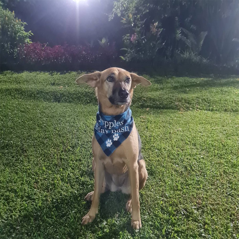 Personalized Embroidered Dog Bandana for Comfort & Unique | BKPet164
