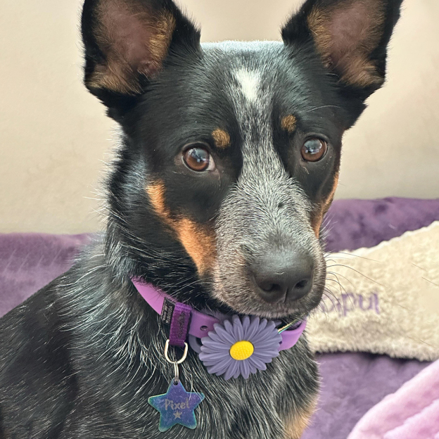 Personalized Pet Apple Air Tag Holder for Dog Collar | BKPet165