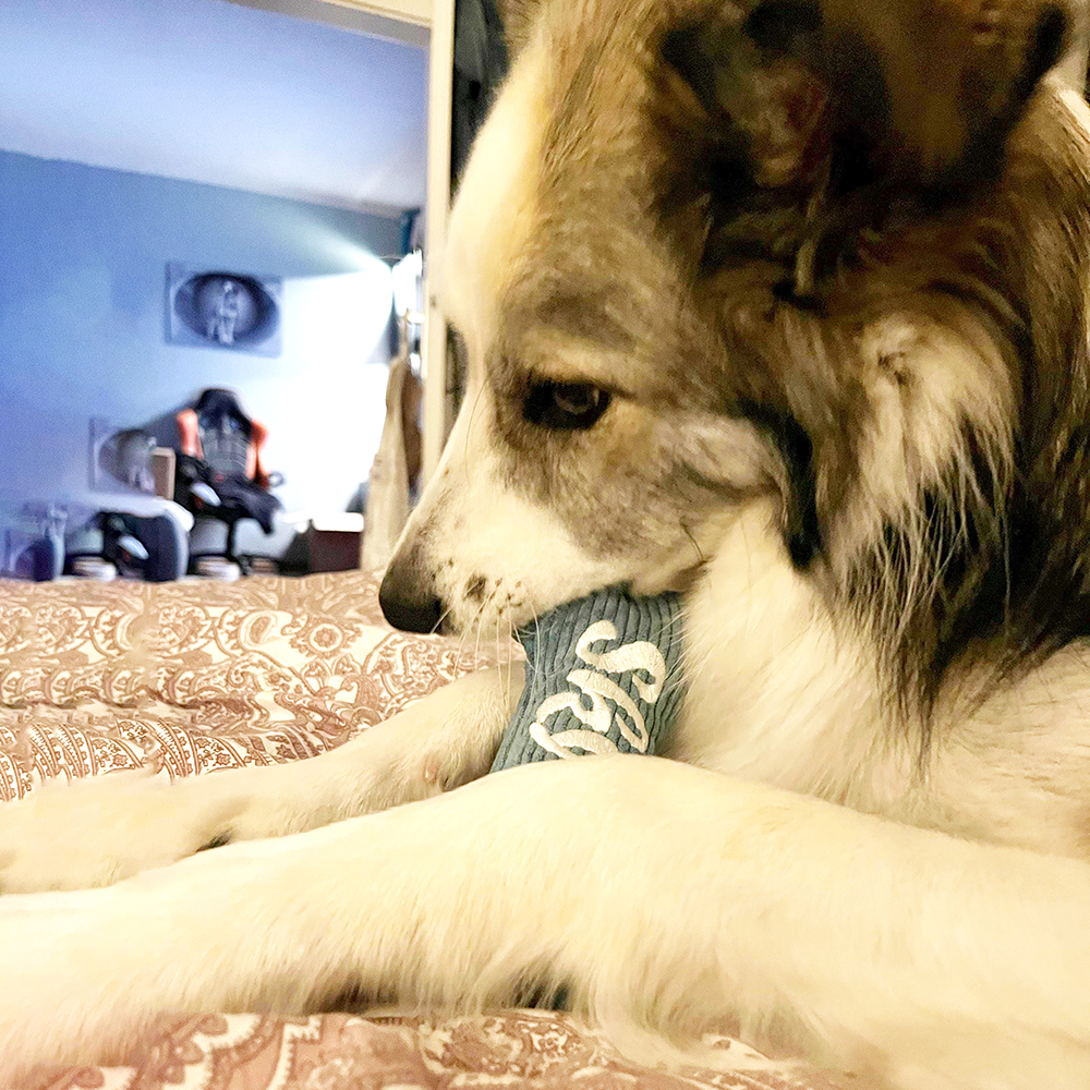 Personalized Embroidered Corduroy Puppy Bone Squeaker Toy | BKPet257