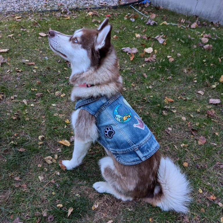 Personalized Hand Patch Pets Denim Jacket for Comfort and Unique | BKPet262