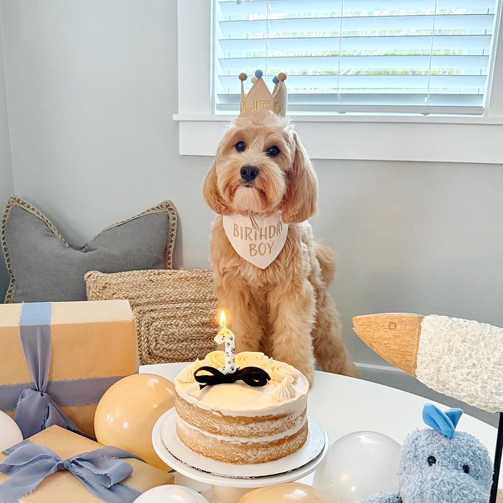 Personalized Embroidered Pet Felt Birthday Crown | BKPet443