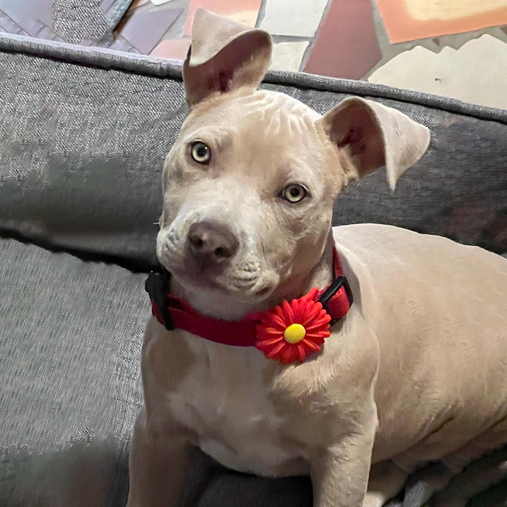 Personalized Pet Apple Air Tag Holder for Dog Collar | BKPet165