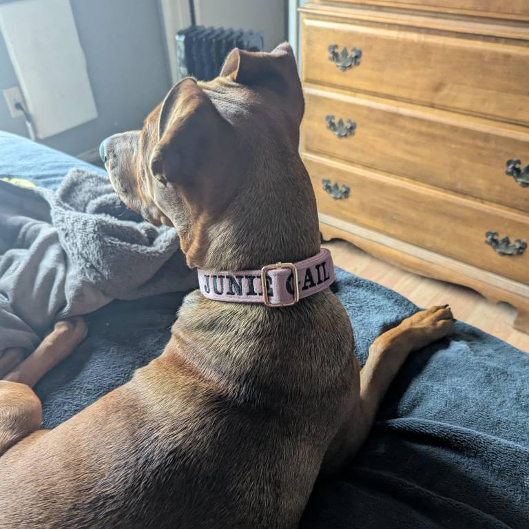 Personalized Embroidered Adjustable Velvet Pet Collar | BKPet425