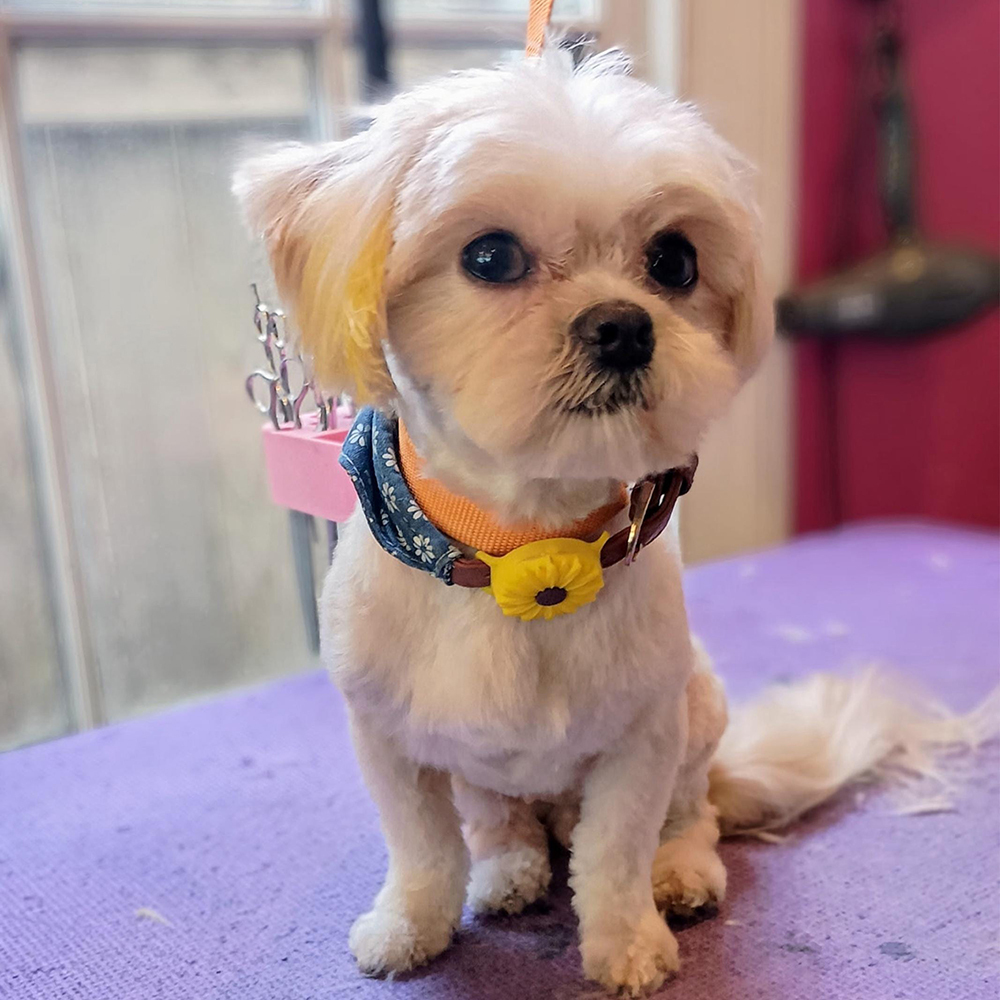 Personalized Pet Apple Air Tag Holder for Dog Collar | BKPet165