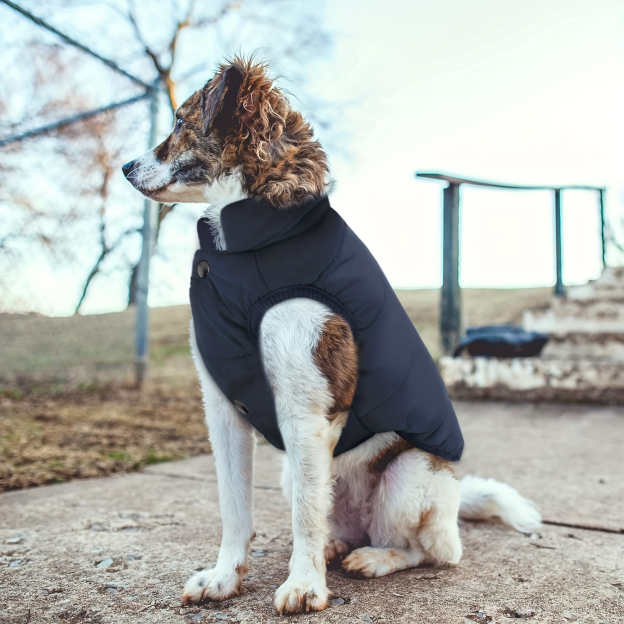 Personalized Pet Winter Warm Puffer Vest | BKPet14801