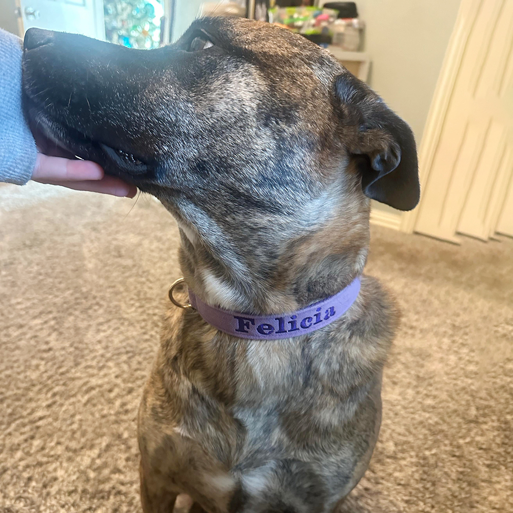 Personalized Embroidered Adjustable Velvet Pet Collar | BKPet425