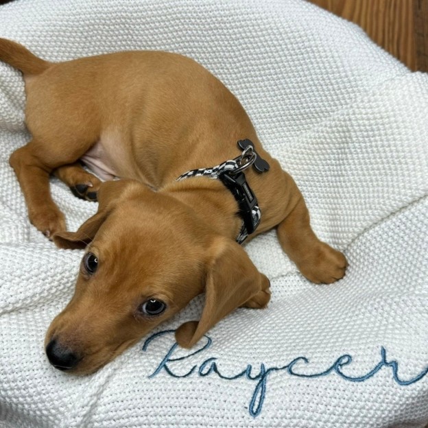 Personalized Warm Pet Blanket for Comfort & Unique | BKPet82