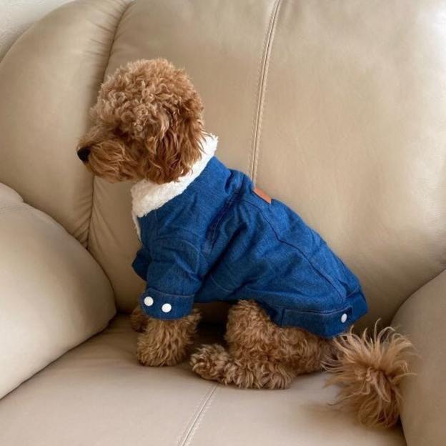 Personalized Leather Patch Pets Warm Denim Jacket | BKPet69
