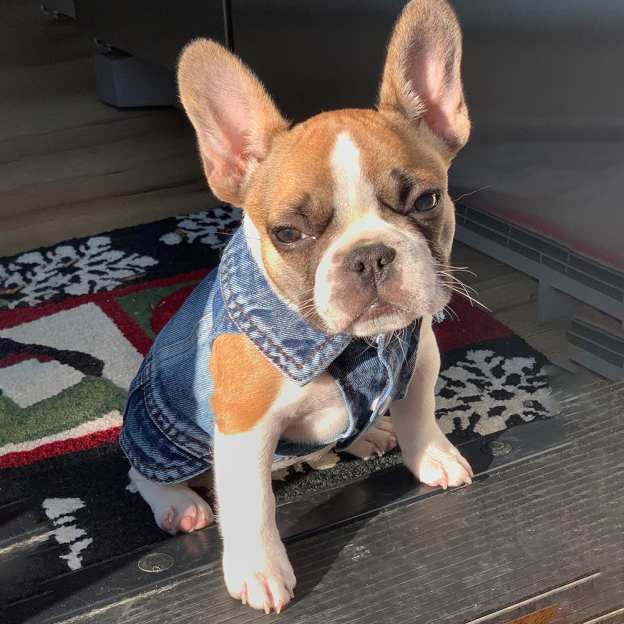 Personalized Hand Embroidery Pets Denim Jacket | BKPet2601