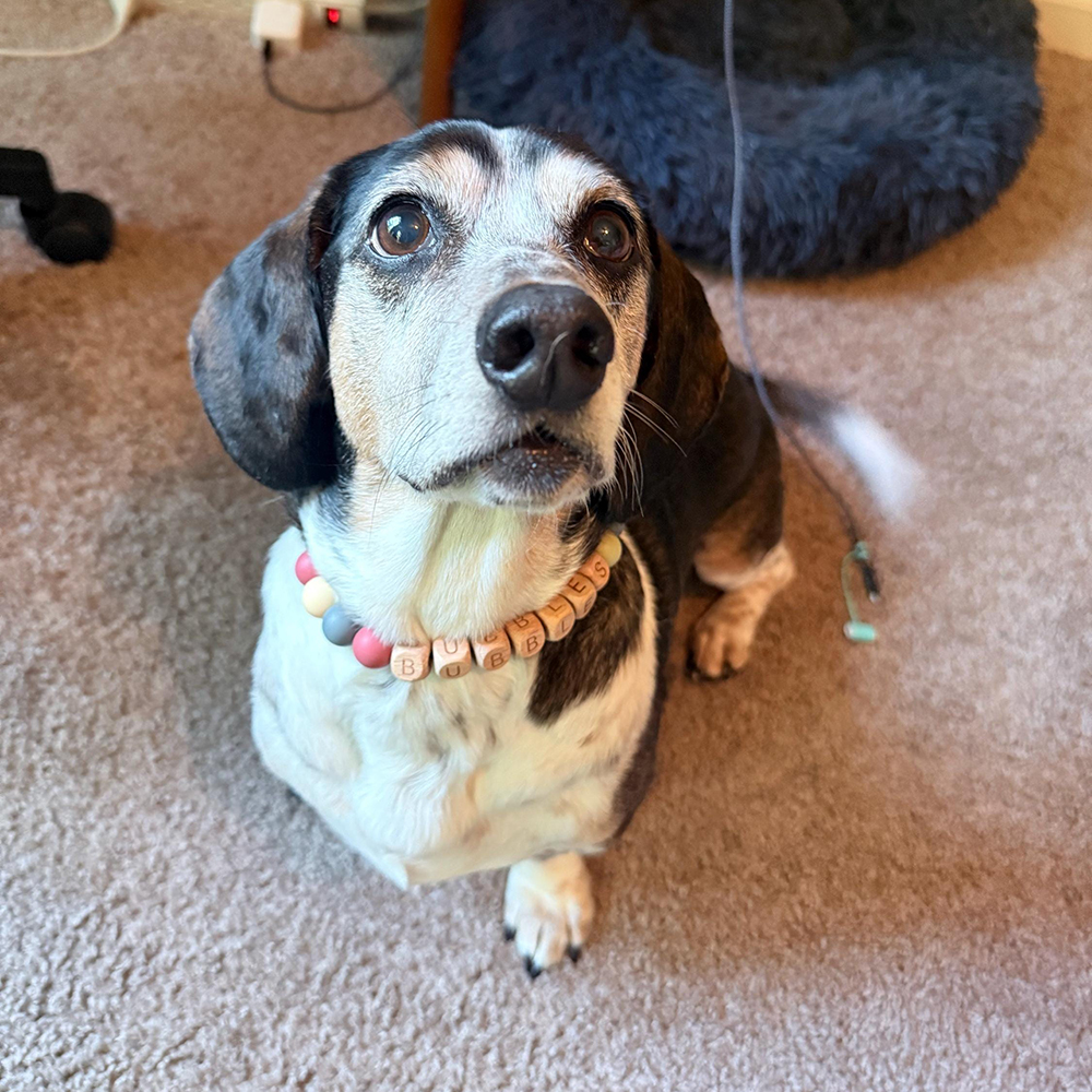 Personalized Handmade Beaded Adjustable Buckle Dog Collar | BKPet221