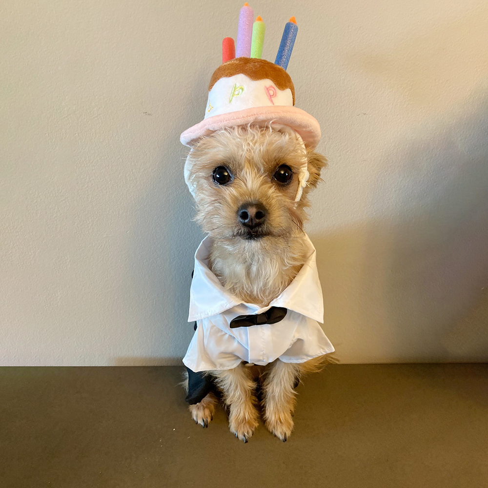 Personalized Pet Tuxedo Wedding Outfit | BKPet261