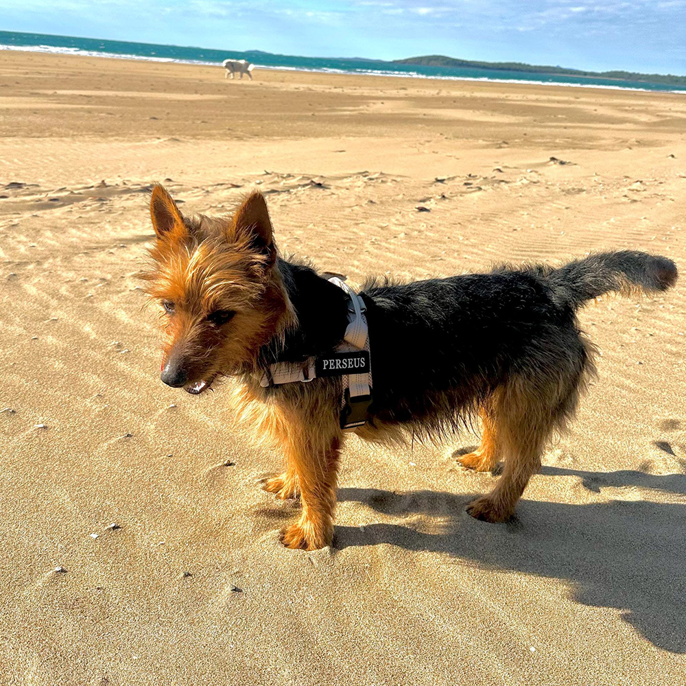 Personalized Embroidered Dog Harness & Leash Set | BKPet462