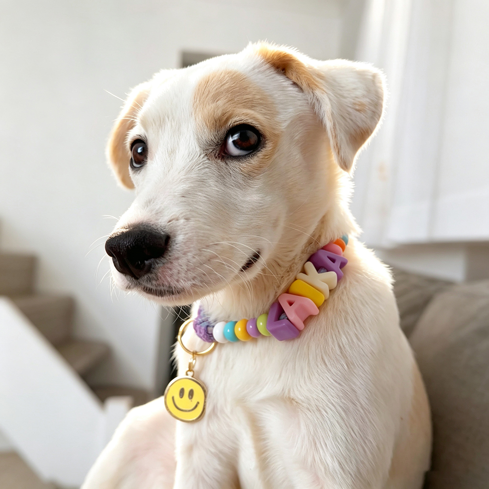 Personalized Colorful Letter Beaded Adjustable Dog Collar | BKPet573