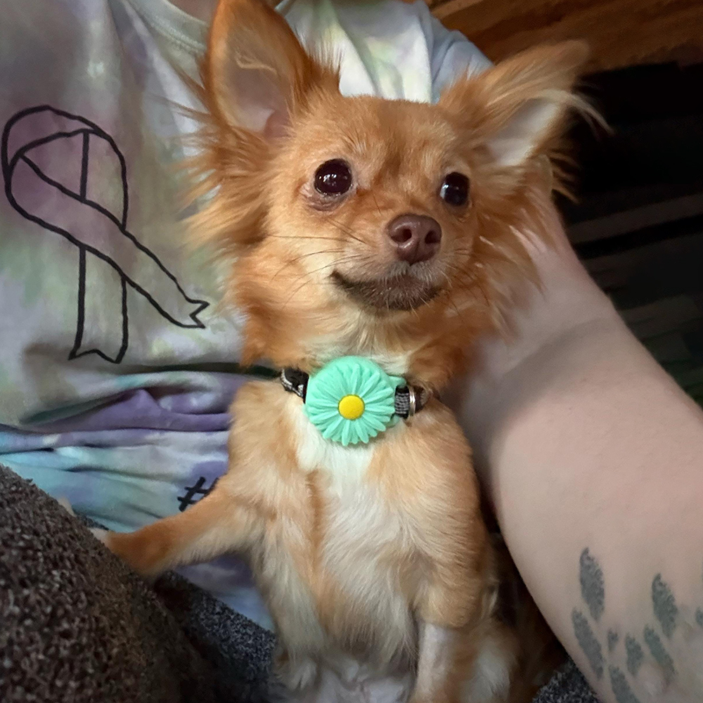 Personalized Pet Apple Air Tag Holder for Dog Collar | BKPet165