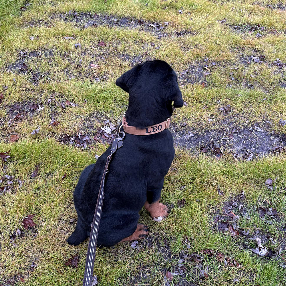 Personalized Embroidered Adjustable Velvet Pet Collar | BKPet425