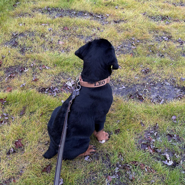 Personalized Embroidered Adjustable Velvet Pet Collar | BKPet425