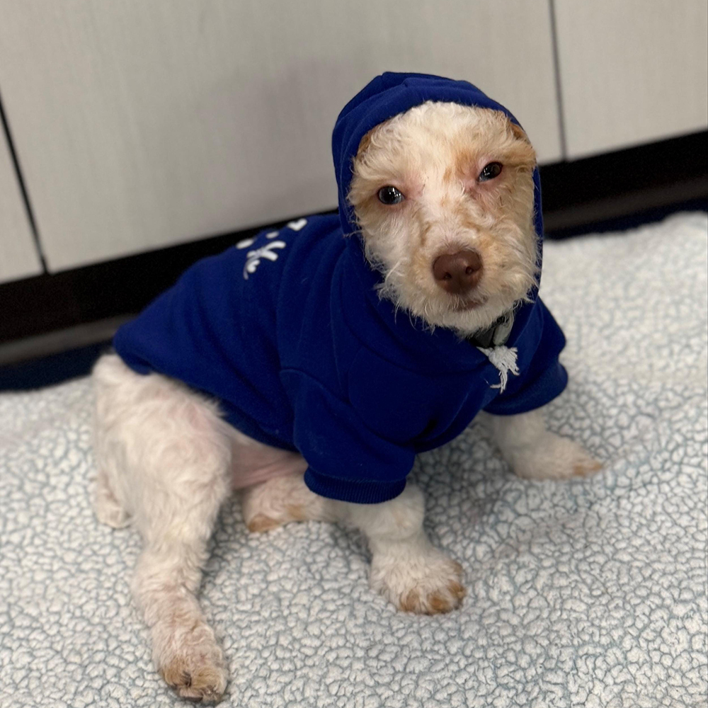 Personalized Cozy Season Warm Puppy Hoodie | BKPet282