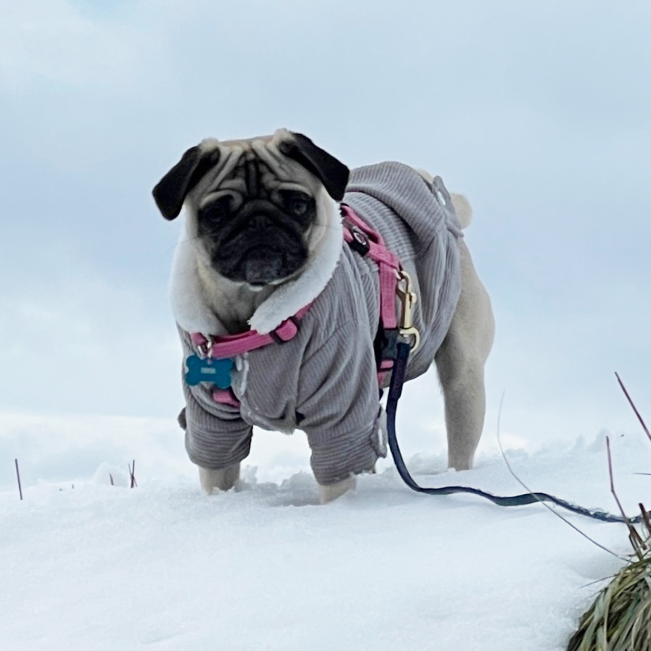 Personalized Pet Winter Warm Corduroy Sherpa Jacket | BKPet290