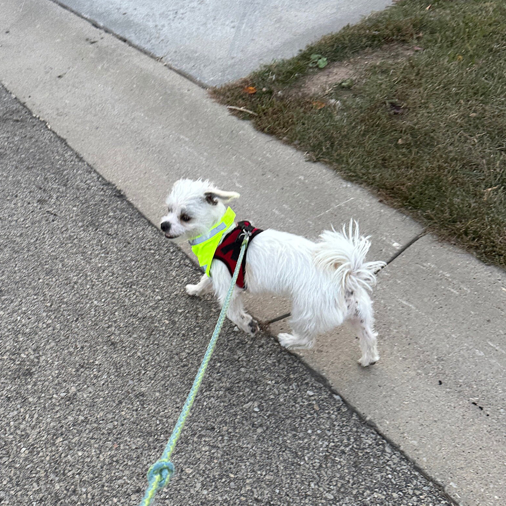 Personalized Pet Reflective Safety Bandana & Vest Set | BKPet163