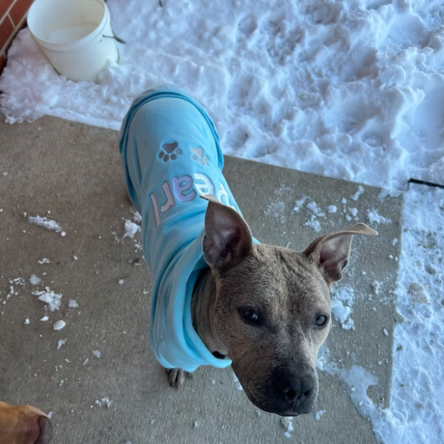 Personalized Warm Puppy Hoodie for Comfort & Unique | BKPet22