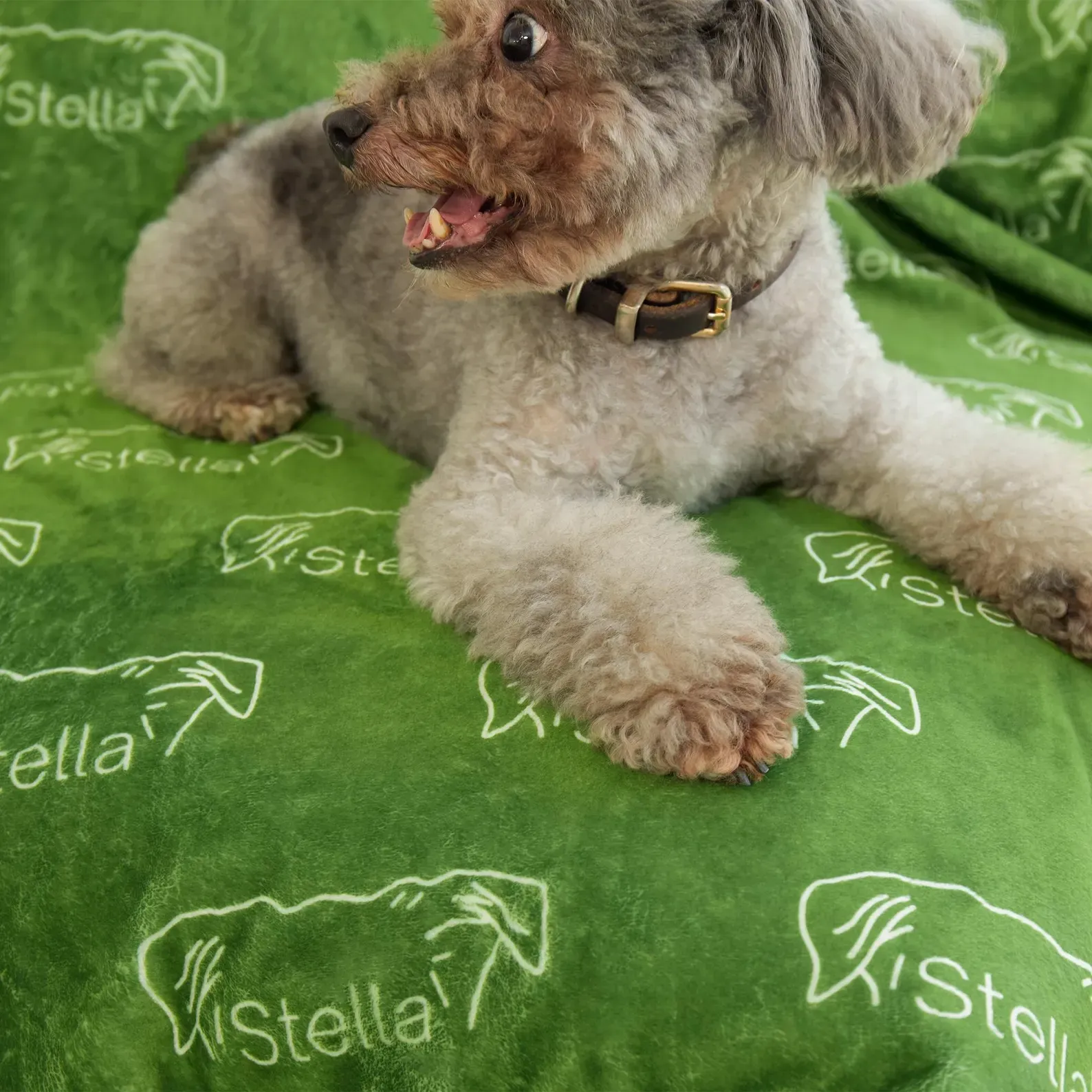 Personalized Lovely Pet Blanket for Comfort & Unique | BKPet102