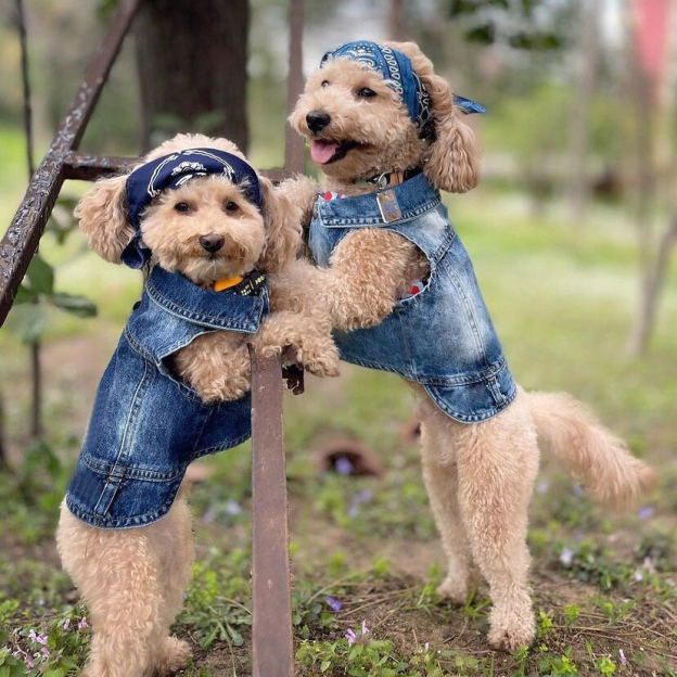 Personalized Hand Embroidery Pets Denim Jacket | BKPet2601