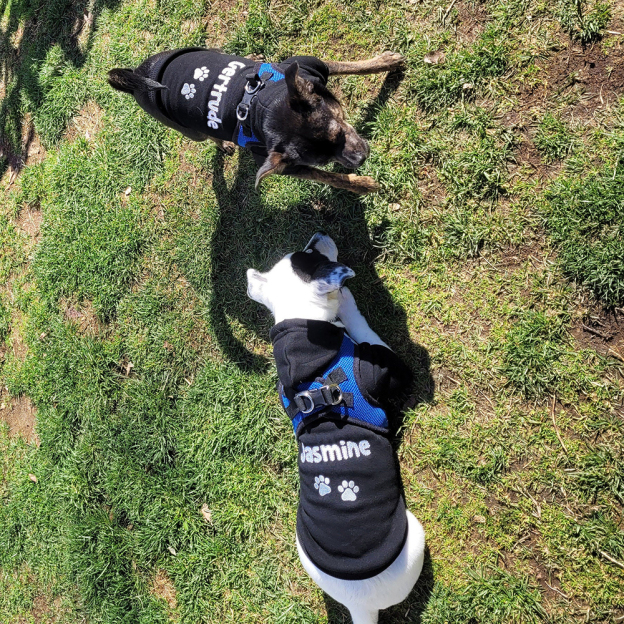 Personalized Warm Puppy Hoodie for Comfort & Unique | BKPet22