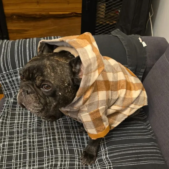 Personalized Leather Patch Pet British Style Jacket | BKPet232