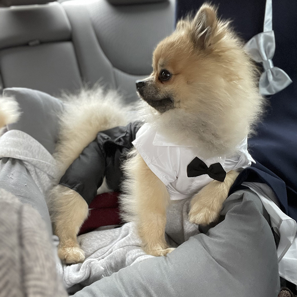 Personalized Pet Tuxedo Wedding Outfit | BKPet261