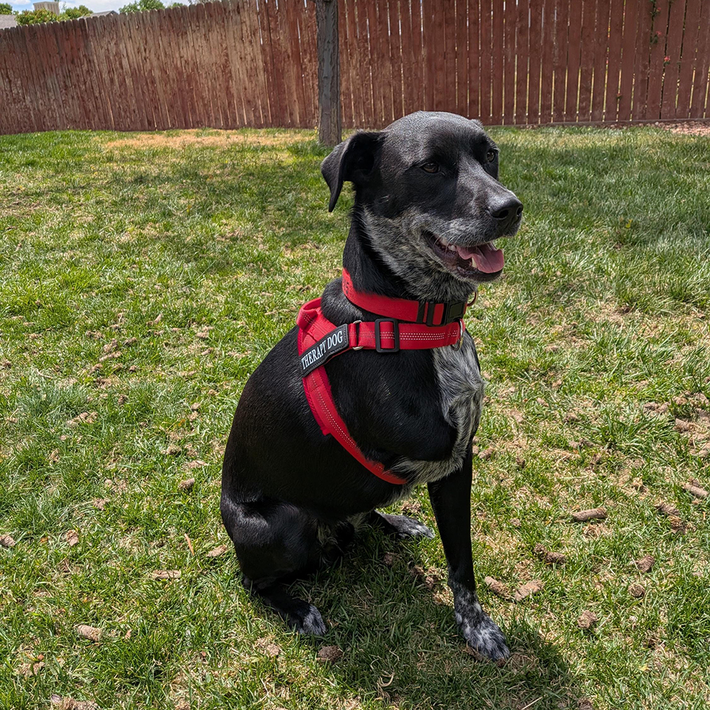 Personalized Embroidered Dog Harness & Leash Set | BKPet462