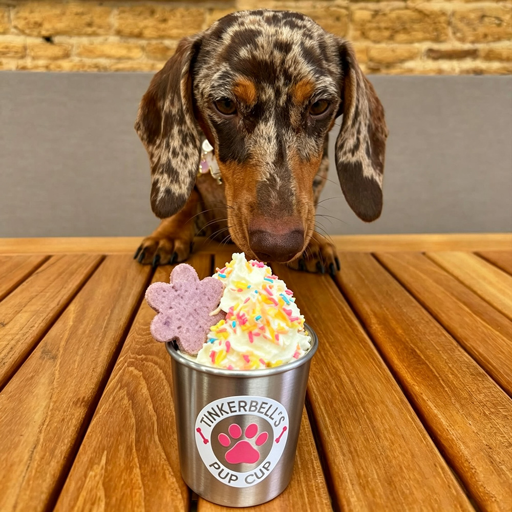 Personalized Pet Stainless Steel Reusable Pup Cup Mug | BKPet263