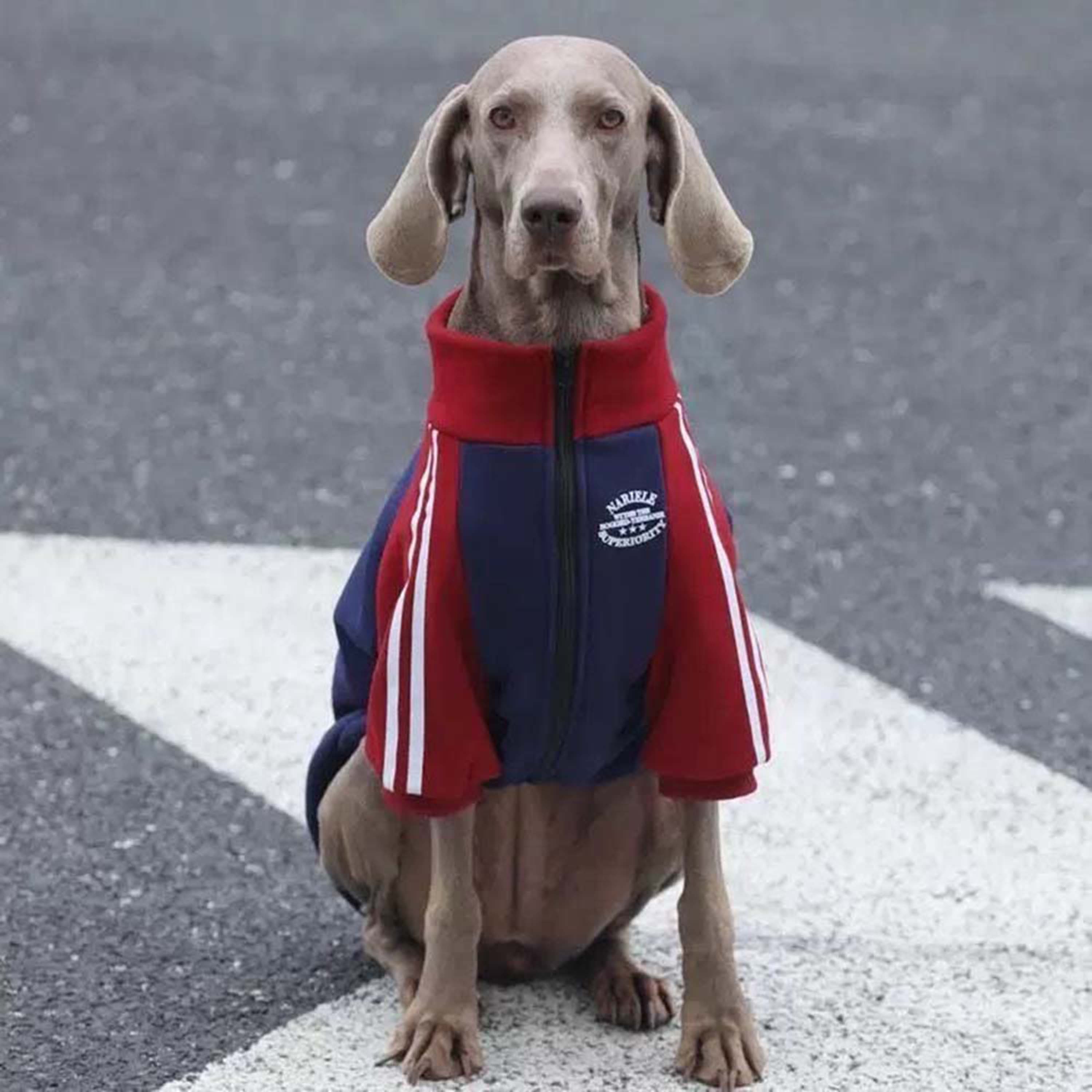 Personalized Embroidered Pet Fashion Trendy Sweatshirt Jacket | BKPet570
