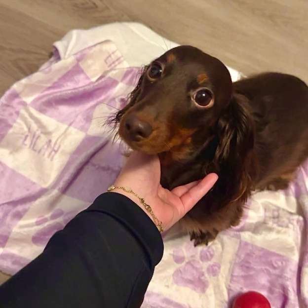 Personalized Lovely Pet Blanket for Comfort & Unique | BKPet107