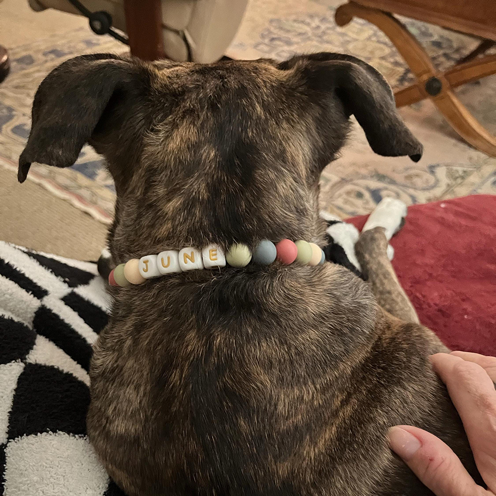 Personalized Handmade Beaded Adjustable Buckle Dog Collar | BKPet221