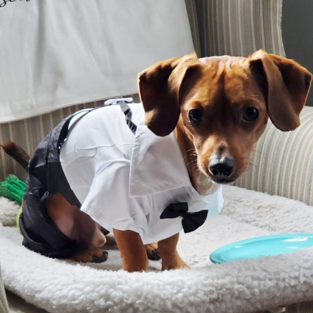 Personalized Pet Tuxedo Wedding Outfit | BKPet261